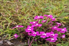 Pedicularis siphonantha